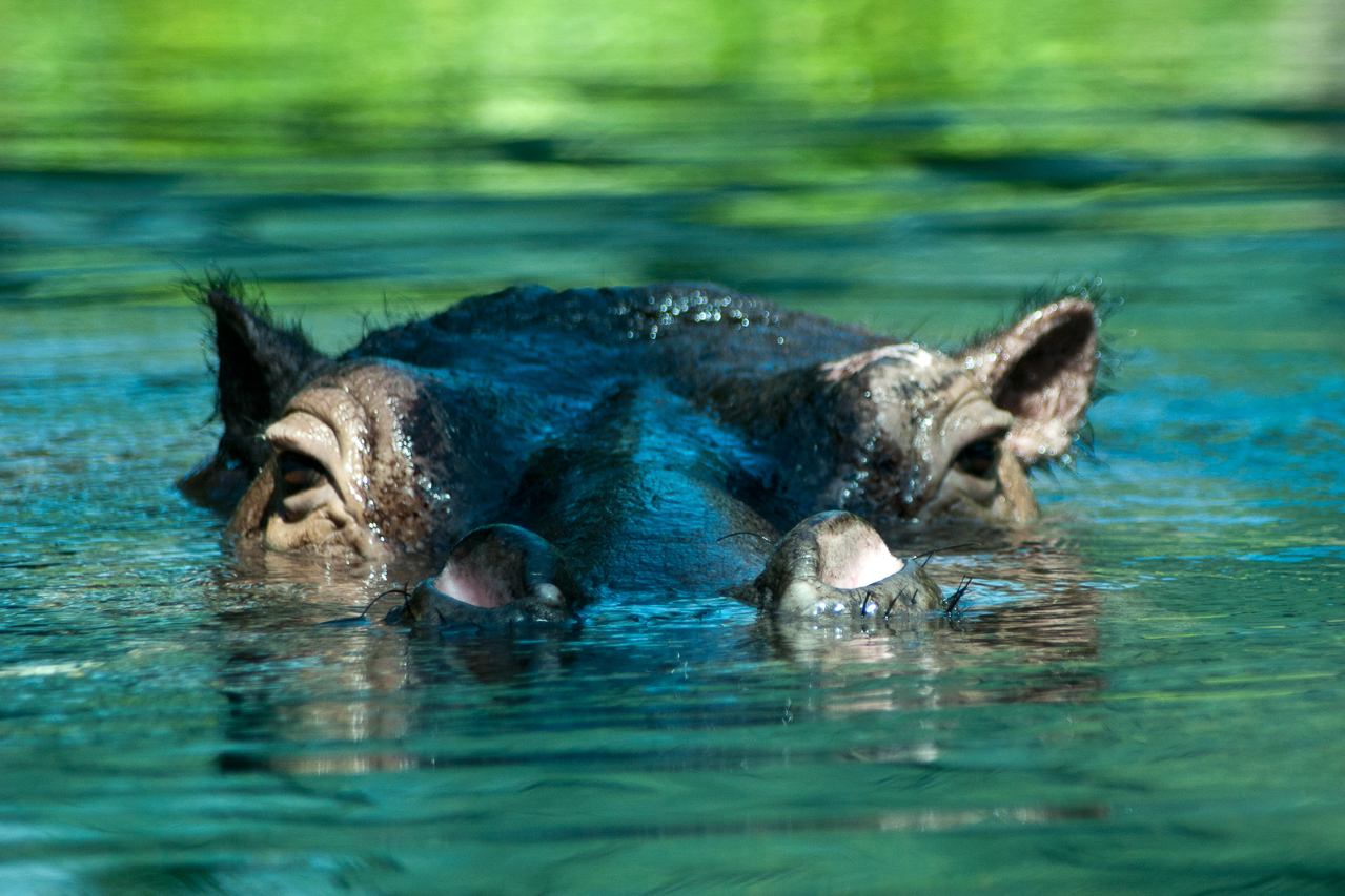 Tiere
