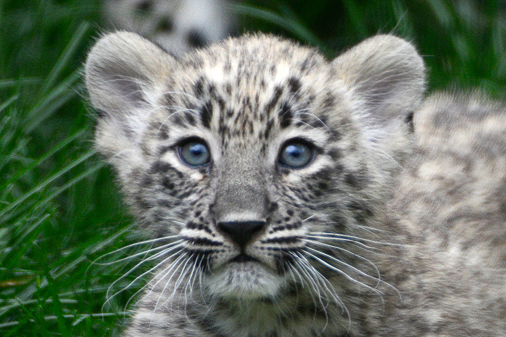 Tiere