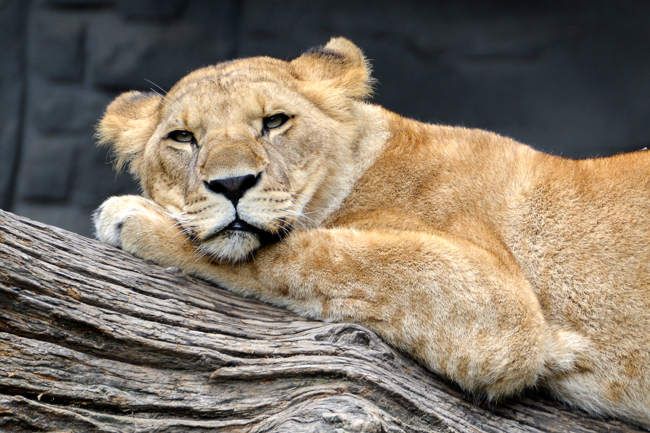 Tiere